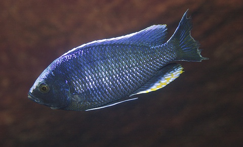 Copadichromis jacksoni 'Chiwi Rocks'